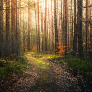 Wydruk 30×45 cm, papier półmat 200 g/m² - Poranne Piękno