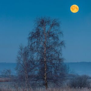 Wydruk 30×45 cm, papier półmat 200 g/m² - Mroźne Brzozy