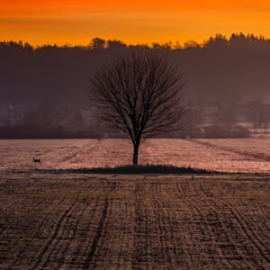 Wydruk 30×45 cm, papier półmat 200 g/m² - Obserwator Wśród Pól