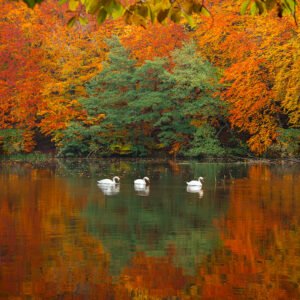 Wydruk 30×45 cm, papier półmat 200 g/m² - Jesienna Paleta Kolorów